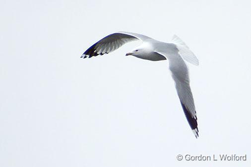 Gull In Flight_DSCF00771.jpg - Ring-billed Gull (Larus delawarensis) photographed at Ottawa, Ontario, Canada.